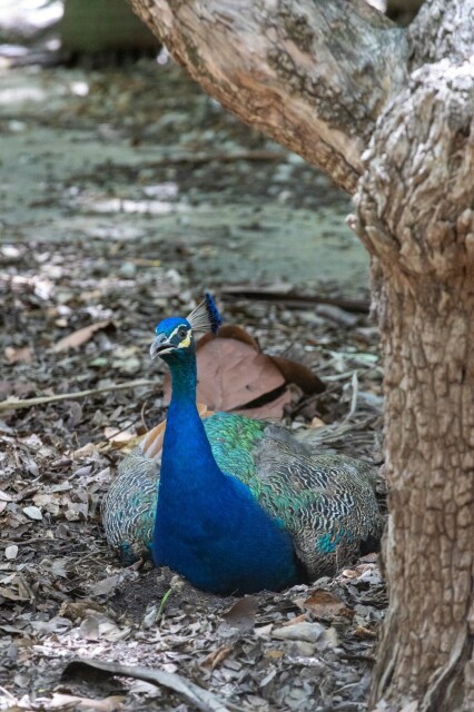 a peacock sitting in mulch under a tree, looking at the camera with beak slightly open