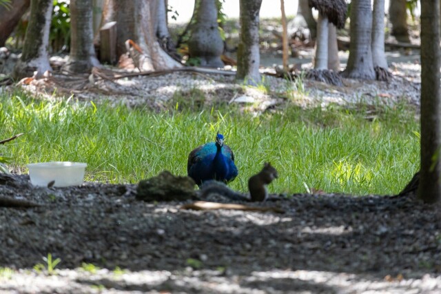 a peacock in grass, apparently looking at a squirrel, standing up and eating something, closer to the camera