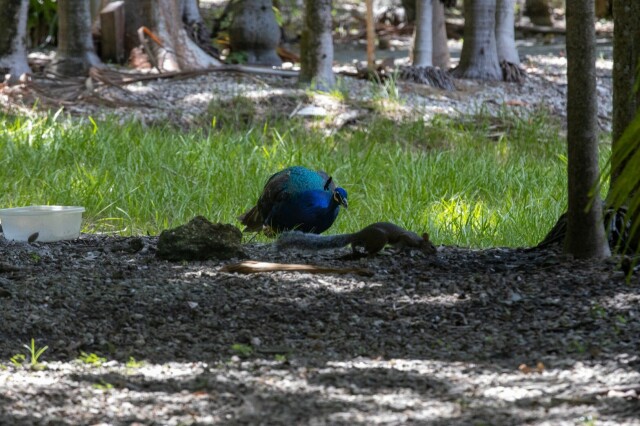 a peacock in grass, apparently looking at a squirrel running towards camera right