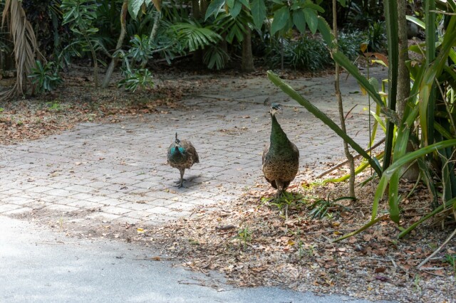 a peafowl chick and peahen on a driveway near a street, facing the camera