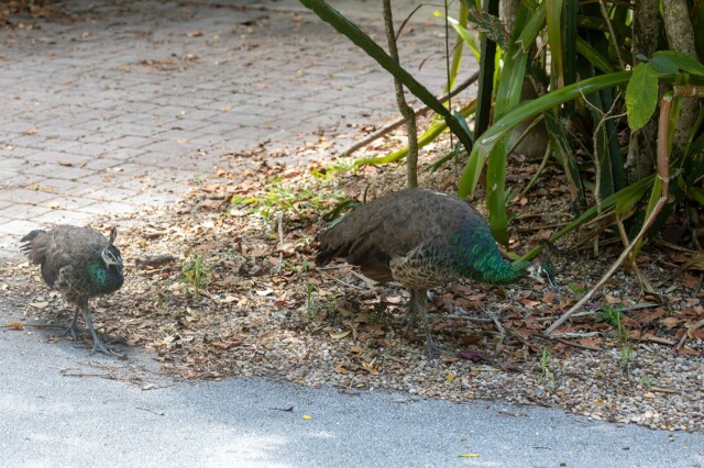 a peahen walking towards camera right and looking at the ground, and a peafowl chick walking towards the street