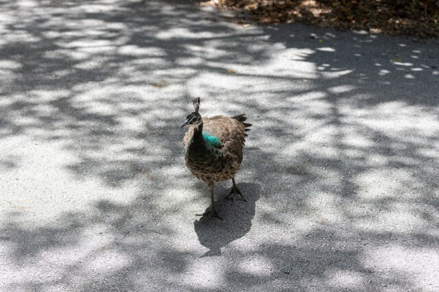 a peafowl chick walking towards the camera