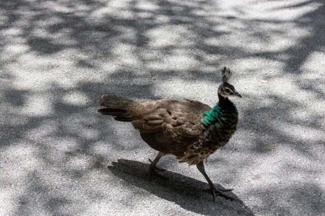 a slightly-blurry peafowl chick walking camera right