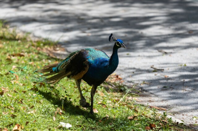 a peacock walking near a street, his foot elevated mid-stride is lumpy