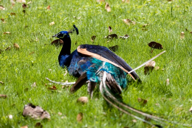 a sun-drenched peacock sitting in grass and facing away from the camera