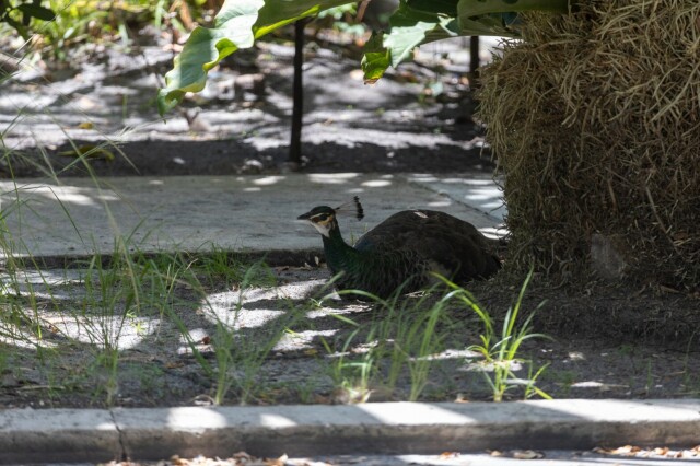 a peahen loafing in the shade under a palm tree