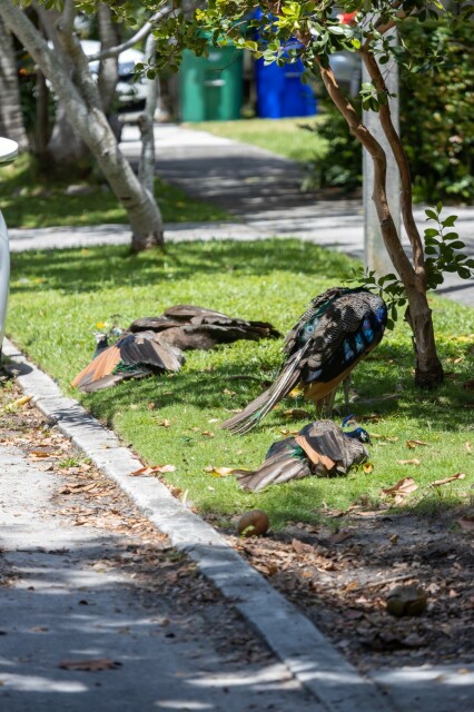 three peafowl loafing in the sun and one peacock standing under a tree next to a street