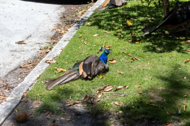 a peacock loafing in sunny grass, with beak slightly open