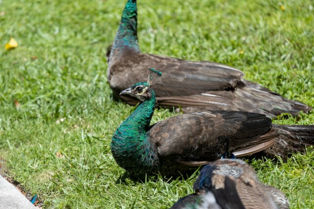 peahens loafing on grass