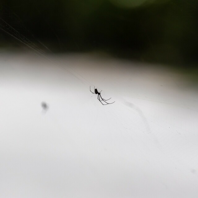 a spider on a web in front of a blurry dark & bright background, with a blurry lump near them