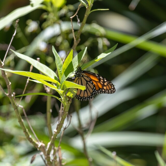 a monarch butterfly among leaves