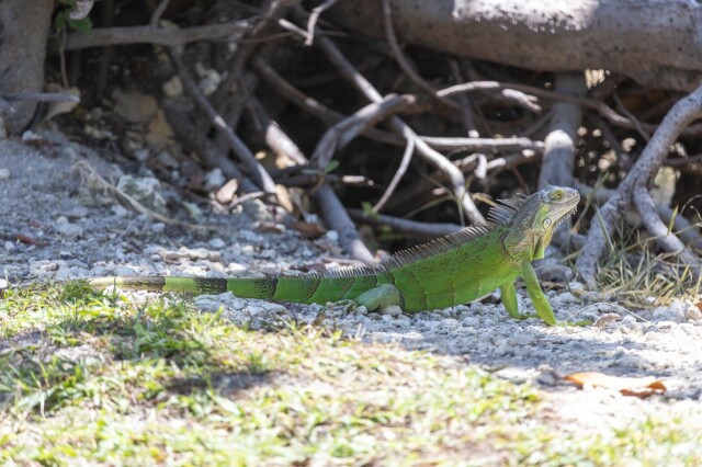 a green iguana near mangrove roots