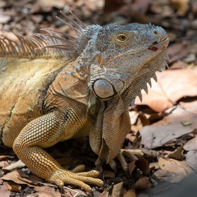 close up of a tan-colored green iguana on fallen leaves, with speckles of fruit around their mouth