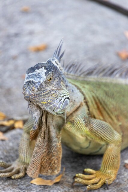 close up of a tan-colored green iguana on concrete facing the camera