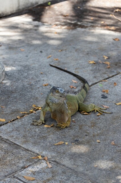 a tan/grey green iguana on concrete