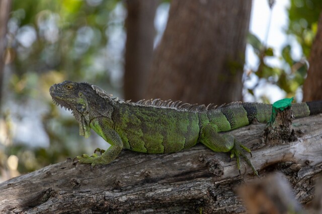 a grey and green green iguana on a sideways tree, near a green-painted cut-off branch