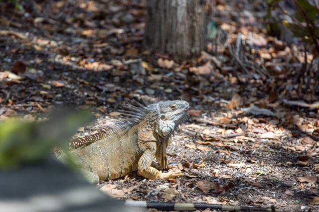 a tan colored green iguana on leaves and dirt