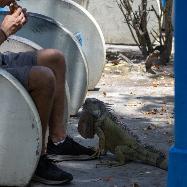 a large green iguana touching a shoe of someone eating a sandwich