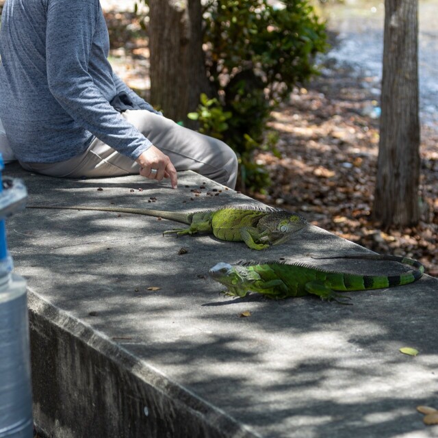 two green iguanas on concrete, both facing away from a person tapping their finger