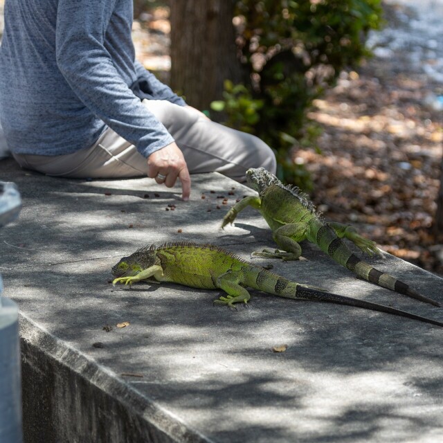 two green iguanas on concrete, one nibbling at something and one running for a person tapping their finger