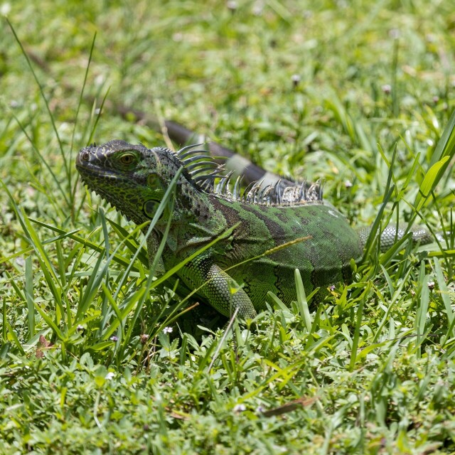 a medium-sized green & grey green iguana on grass