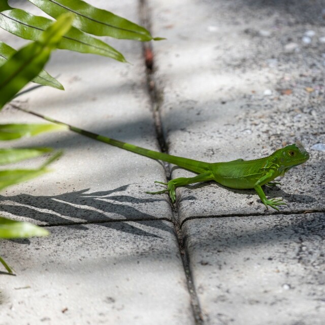 a tiny and extremely green green iguana on concrete near a plant