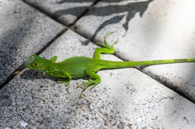 a tiny and extremely green green iguana on concrete, photographed from above