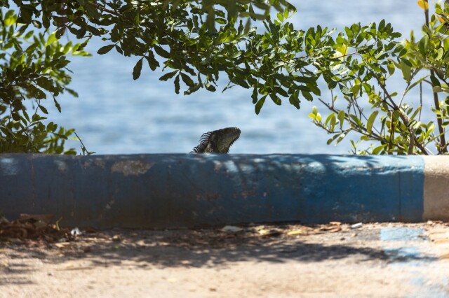 a green iguana sticking their head up beyond a blue-painted curb and in front of water