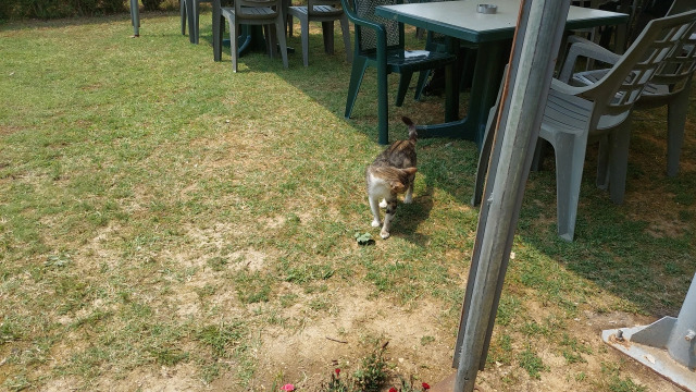 A cat at the #FOSS4G venue