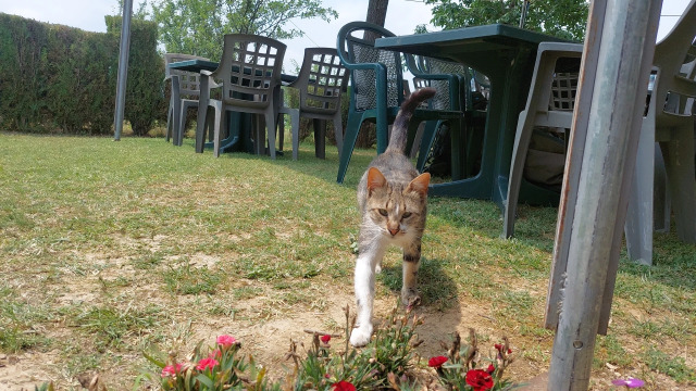 A cat at the #FOSS4G venue