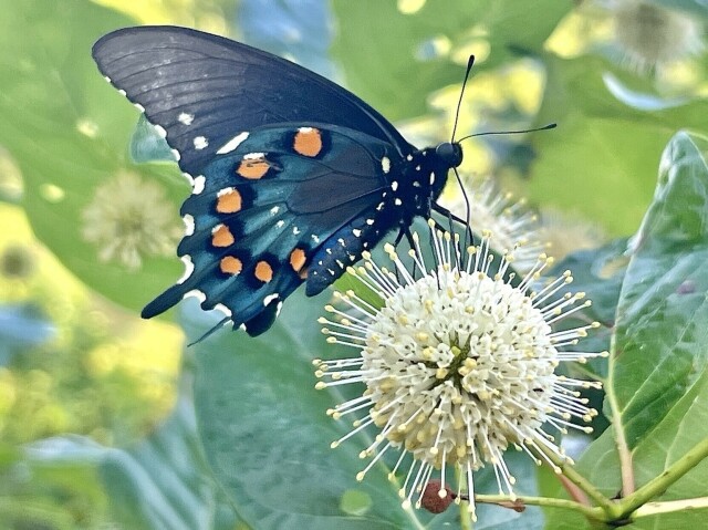 A predominately black butterfly with orange spots along its wings is perched on a ball of very tiny cream colored flowers with delicate white stems, each topped with yellow.