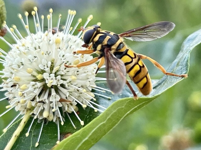 A large intimidating looking hoverfly is striped alternately in black and yellow giving it the appearance of a stinging yellow jacket. The fly is perched on a ball of very tiny cream colored flowers with delicate white stems, each topped with yellow.