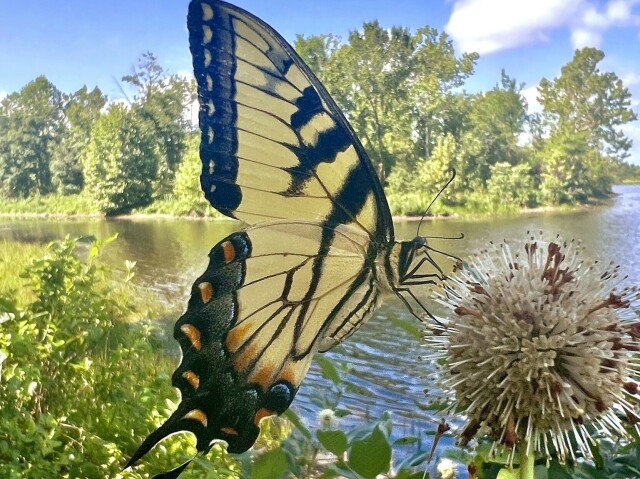 A predominately yellow butterfly black wing borders. The bottom wings also have orange spots within the black borders. It is perched on a ball of very tiny cream colored flowers with delicate white stems, each topped with yellow.