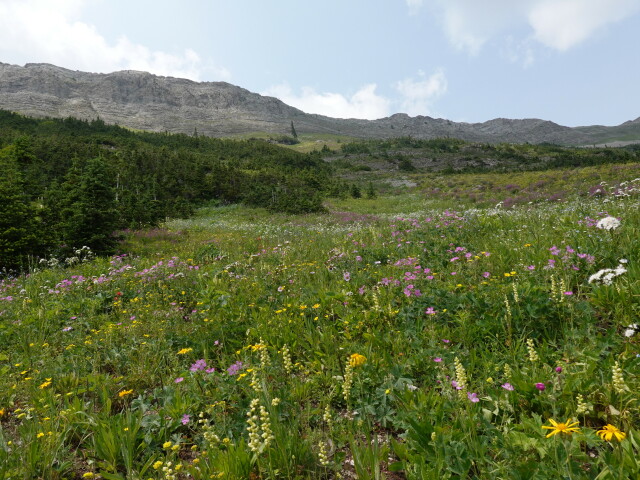 a field of multi-colored wildflowers before a green forest and a tall wall of cliffs.