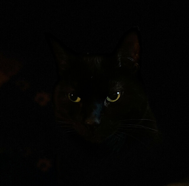 Silhouette of a black cat. Only eyes and parts of the nose visible. Black background