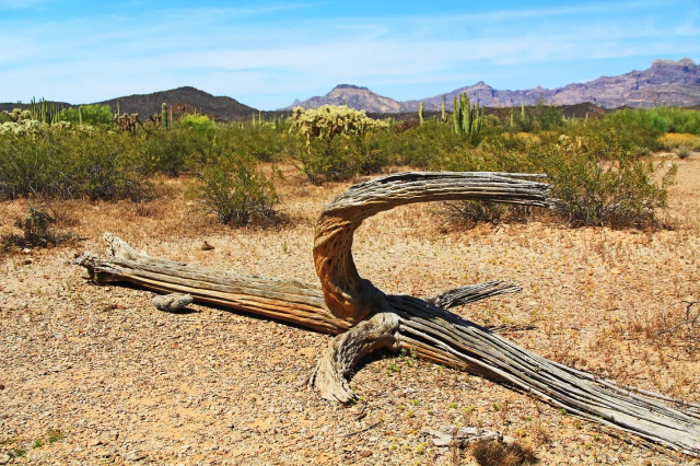 A dead saguaro cactus in the Arizona desert.
