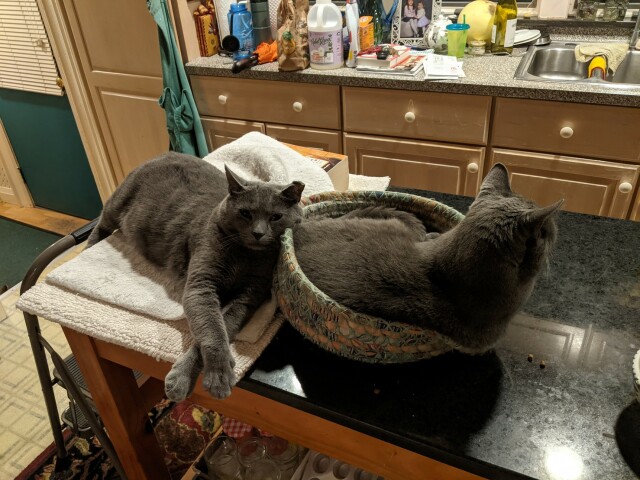 Two gray cat's on a table in the middle of a kitchen.  The one on the right is curled up in a fabric basket, while the one on the left is sprawled out with his head resting against the basket.