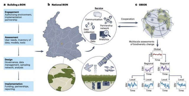 The components of an international network of countries each maintaining their biodiversity observation networks which when connected form the global system designed to monitor and forecast change in different biodiversity facets around the world. 