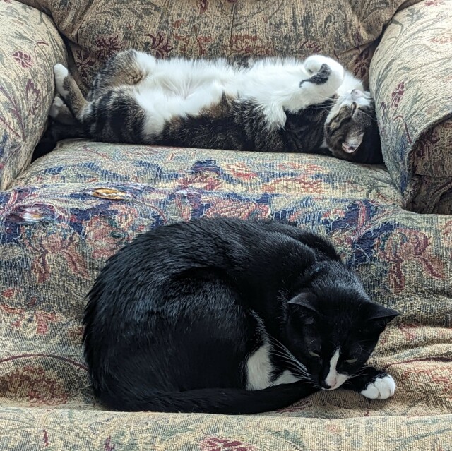 Two cats asleep in a cloth recliner. A tuxedo cat lays curled up at the forefront of the picture on the chair's raised footrest. His eyes are slightly open.

At the back in the crevice of the chair where the seat meets the chair back s brown and white tabby is fully stretched out on her back, exposing a very fluffy and soft white bellym