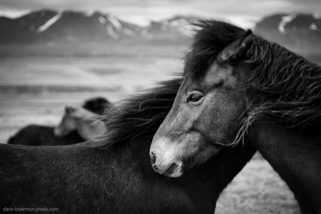 A black and white photograph of Icelandic wild horses huddling together in a remote part of Iceland on a cold and windy day.