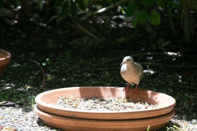 a dove on a big clay bowl of seeds