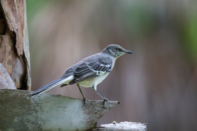 a mockingbird perched on a palm tree