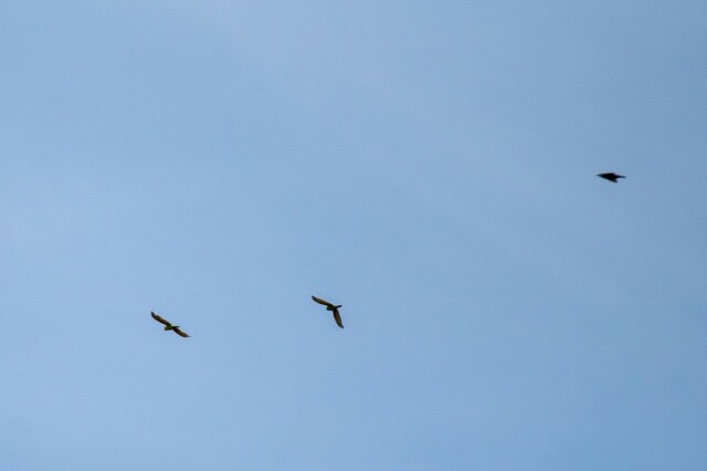 three birds against a blue sky