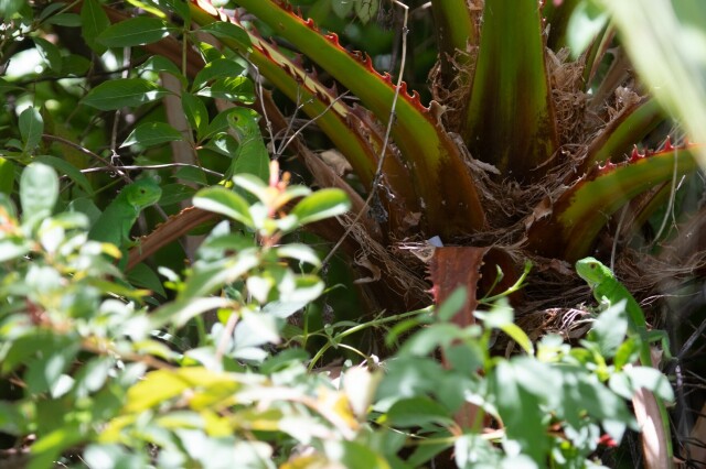 three young green iguanas hiding in the middle of a sago palm