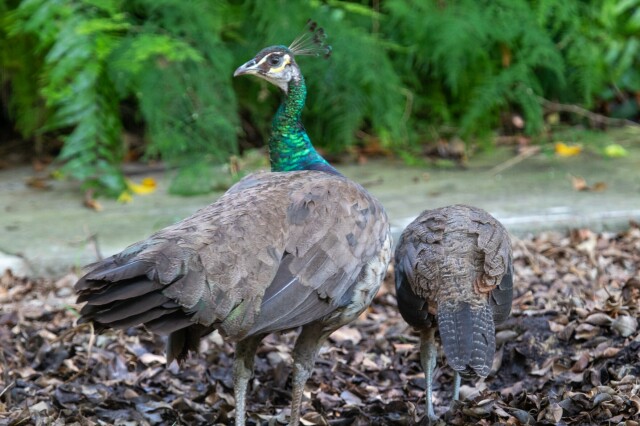 a peahen looking alert and a young peafowl rooting in leaves near a sidewalk