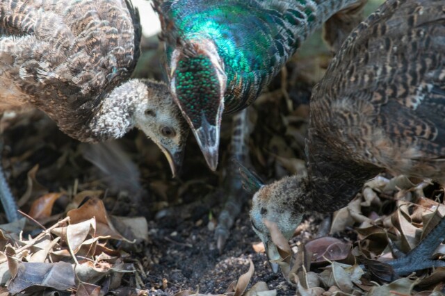 a peahen and two peachicks digging in leaves and dirt