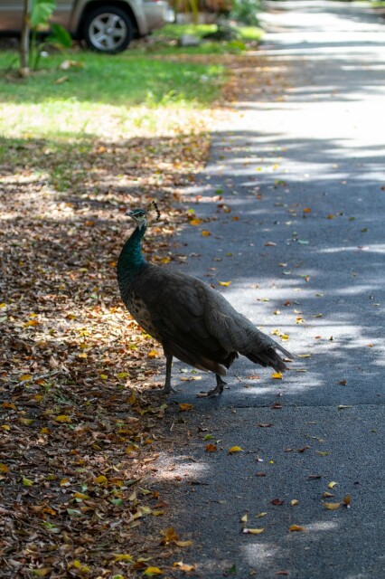 a peahen walking from pavement to fallen leaves