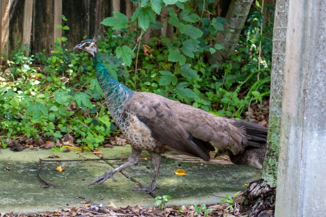 a peahen walking down a sidewalk, with a peachick hiding under her tail