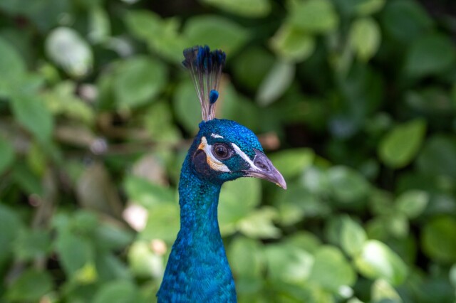 a peacock (from neck up) looking suspicious at the camera, in front of blurry leaves