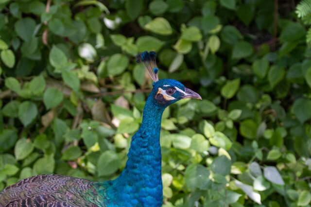 a peacock (from the top of his body up) looking pointing towards camera right, in front of blurry leaves